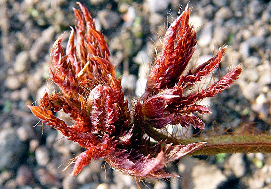 April | Botanischer Garten Wuppertal